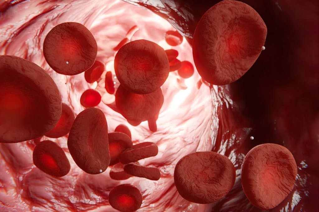 red blood cells viewed inside a vein or an artery