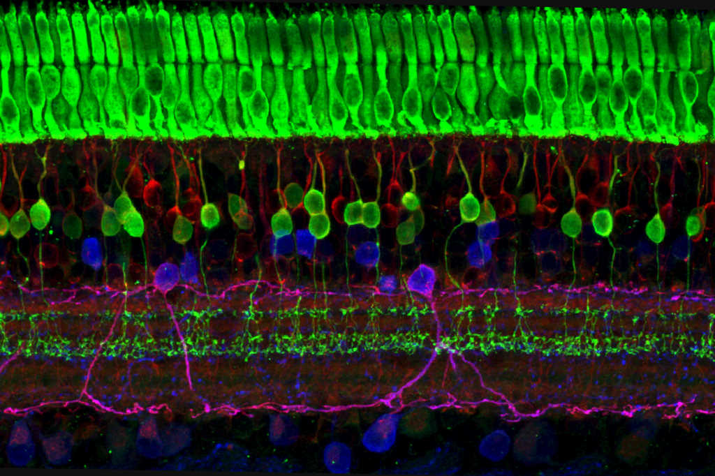 Could ‘dormant’ cones be saved? nzoptics