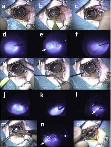 Sequence of surgical procedures for implanting Okayama University-type retinal prosthesis in a monkey eye.