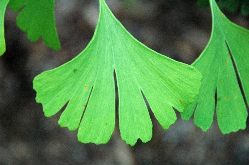 Natural remedies: feast for the eyes or recipe for disaster?-ginkgo-biloba.jpg