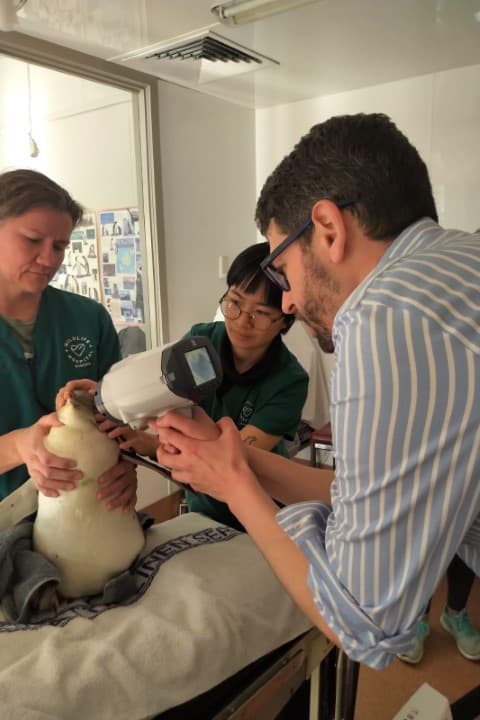 Penguins Eye Exam 2