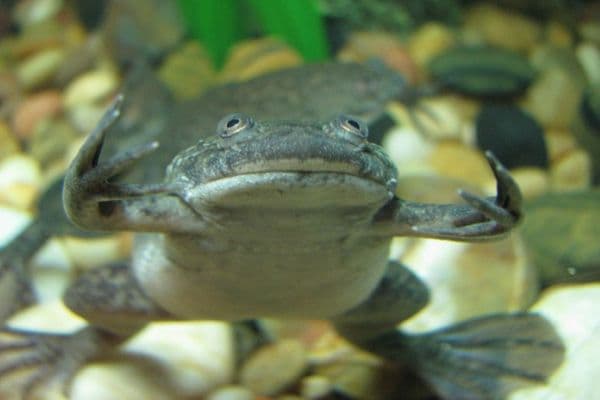 african clawed frog