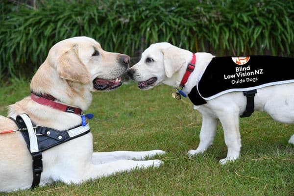 Guide dog Covid woes