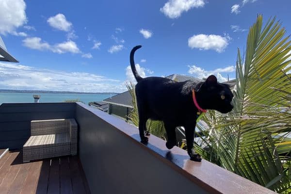 Help needed to fight ocular toxoplasmosis in NZ