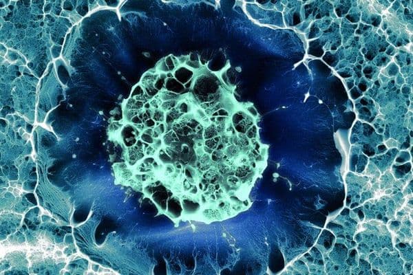 human stem cells