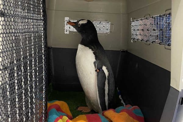 Cardi the penguin’s cataract operation