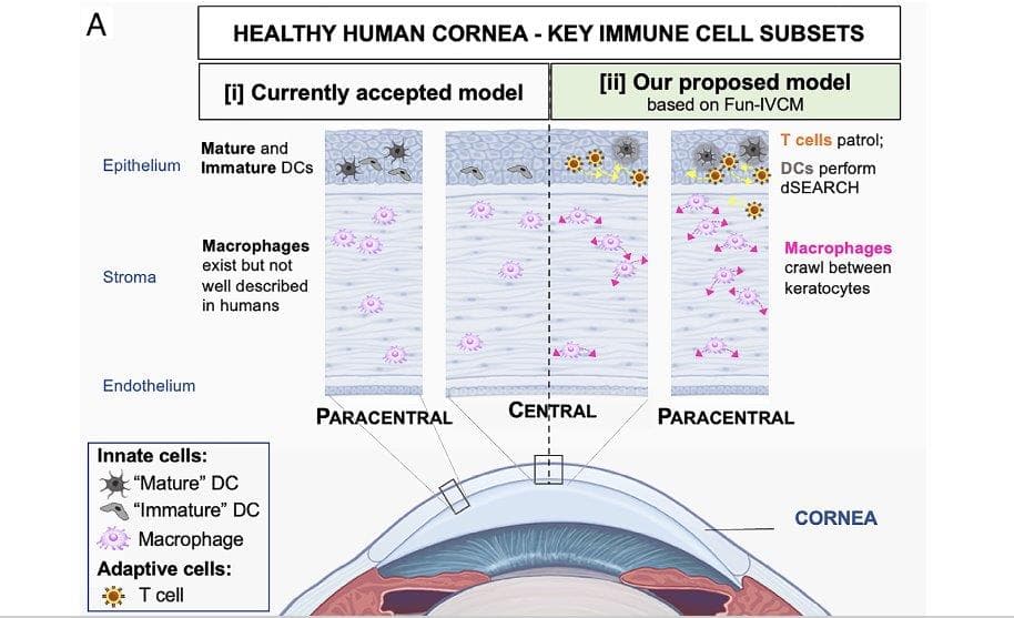 Rethinking corneal immune cells-laura-downie-paper.jpg