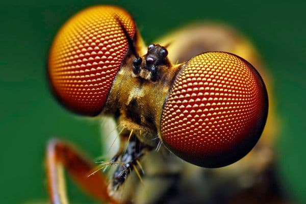 Fly eyes link DNMBP to congenital cataracts