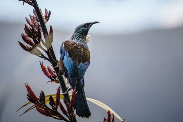 tui from freepik small
