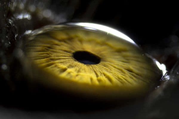 Corneal hysteresis linked to glaucoma progression