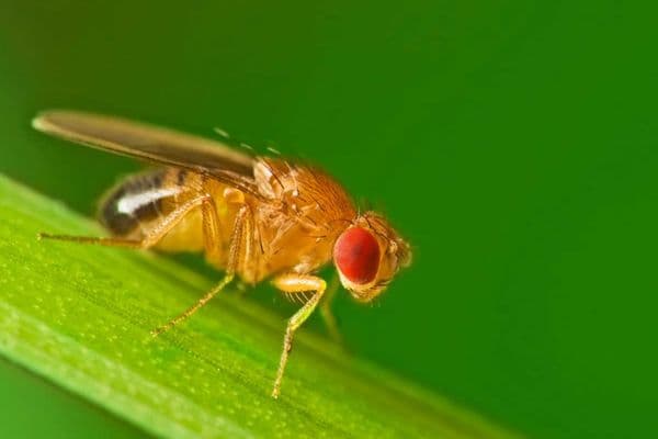 Eyes, light and longevity link?