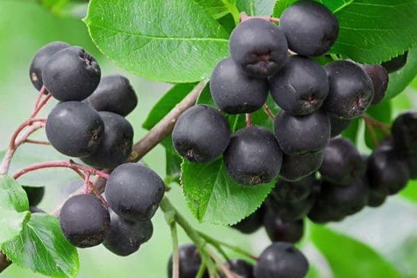 chokeberry
