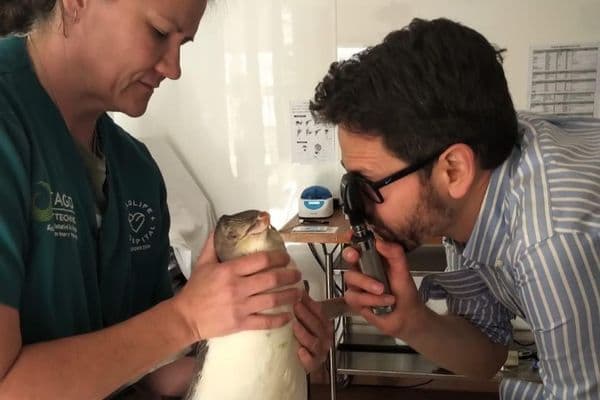 Bird’s eye view – safeguarding penguin vision