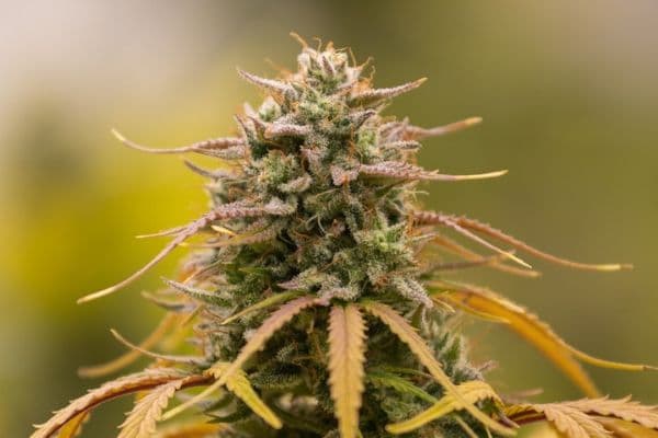 Cannabis protective against PVR? (1)