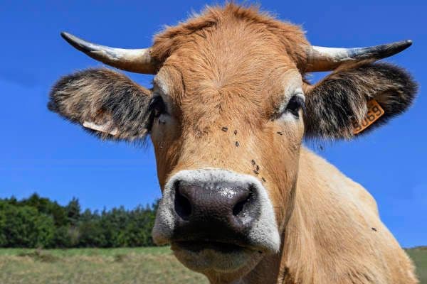 3D corneas from cows' eyes