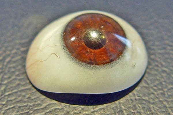 NZ survey exposes gaps in scleral shell care
