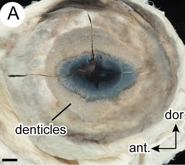 Whale sharks’ armoured eyes-whale-shark-eye-2.png