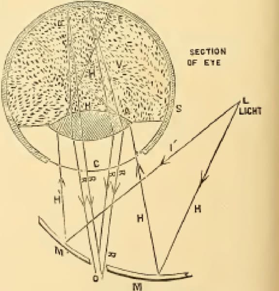 Ophthalmoscopy through the ages-fig-3-jackman-and-webster.jpg