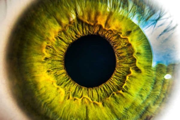 New RP2 gene therapy for RP