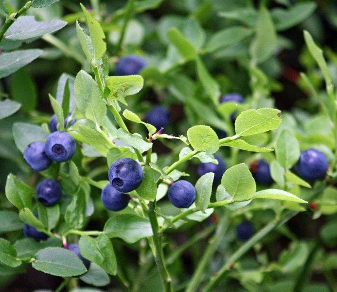 Natural remedies: feast for the eyes or recipe for disaster?-bilberry.jpg