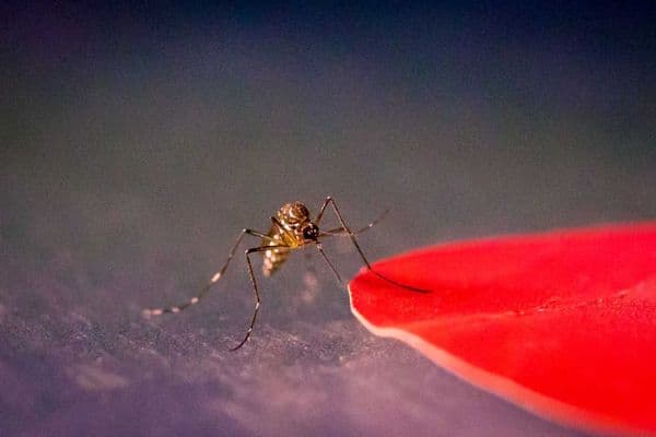 Mosquitoes see red (1)