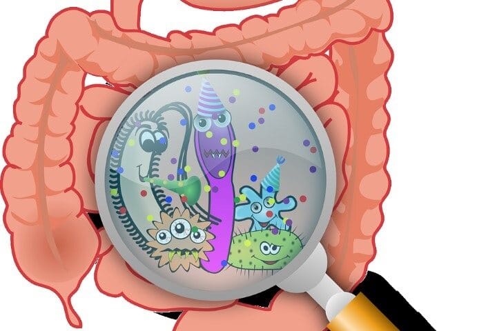 gut flora