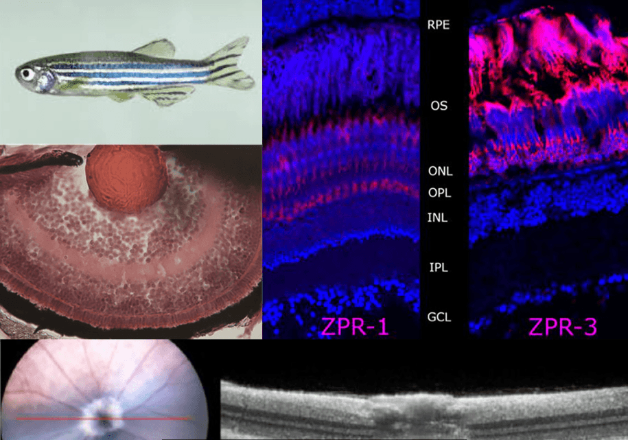 CRISPR - An eye on gene editing