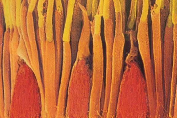 rods and cones primate retina online