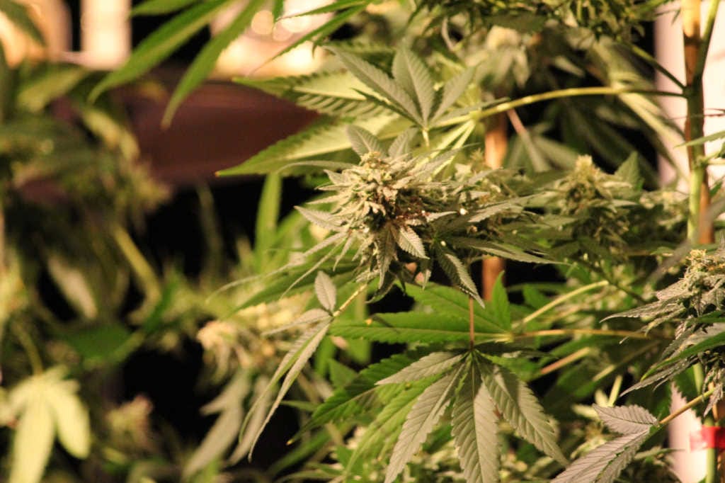 Cannabinol validated for glaucoma therapy (1)