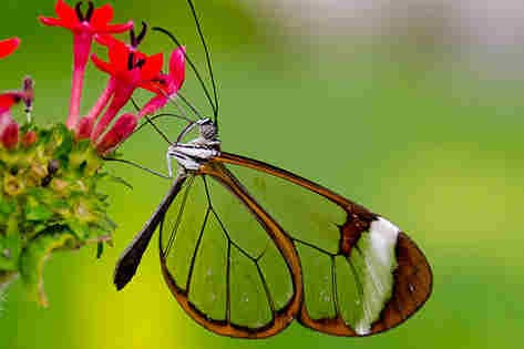 Butterfly-inspired nano implants
