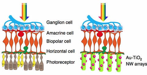 Artificial photoreceptors restore sight