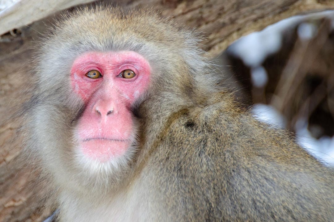 Human stem cells restore primate’s sight
