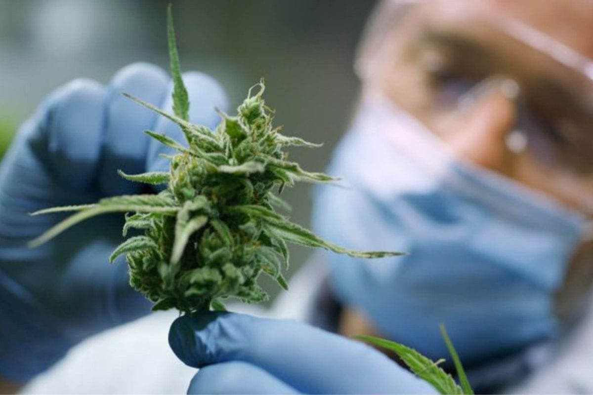 Glaucoma: take it or leaf it?