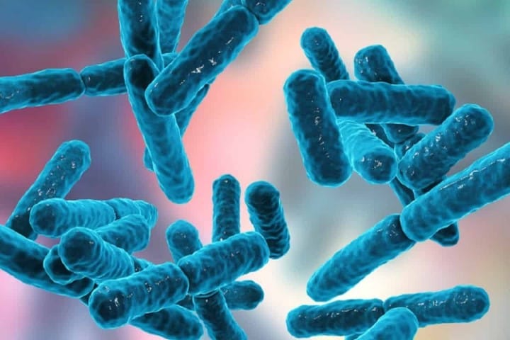 Oral probiotics for DED