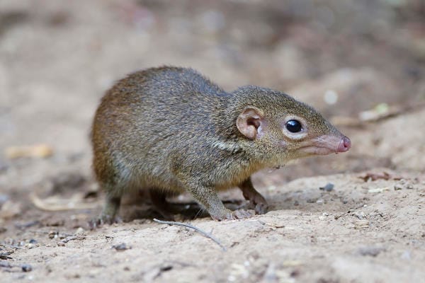 Shrew clue for dry eye?