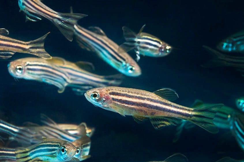 Retinoblastoma spread stopped in cells and fish