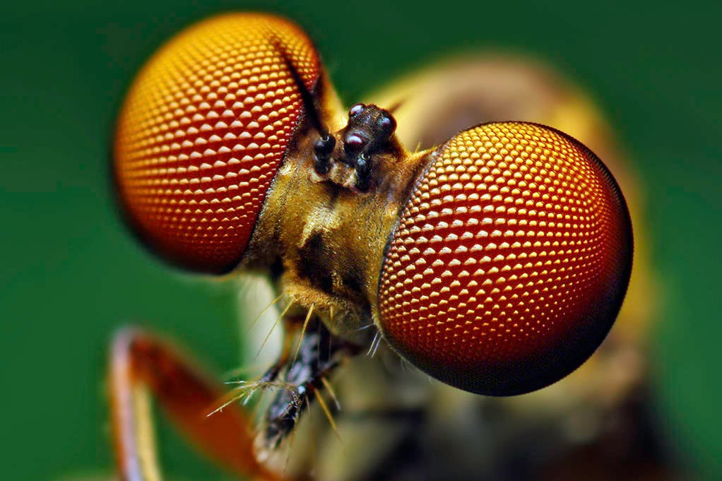 Fly eyes link DNMBP to congenital cataracts