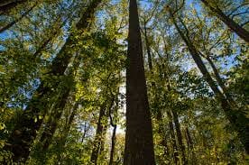 Quest to lessen carbon footprint