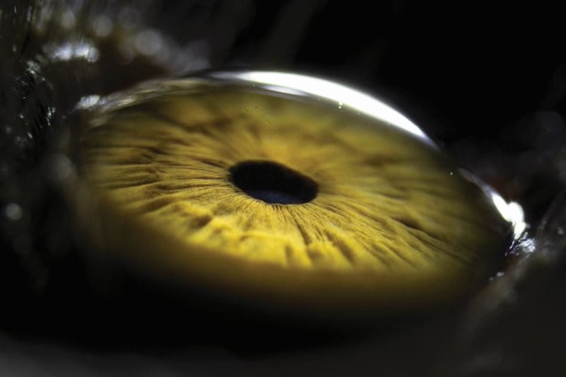 cornea close up
