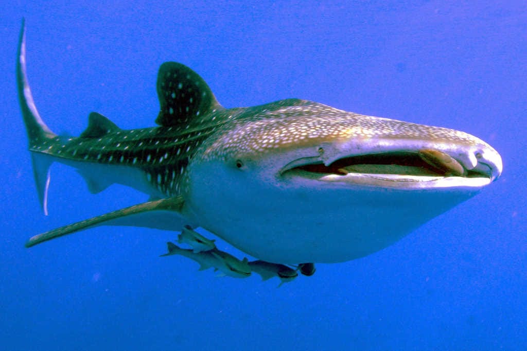 Whale sharks’ armoured eyes