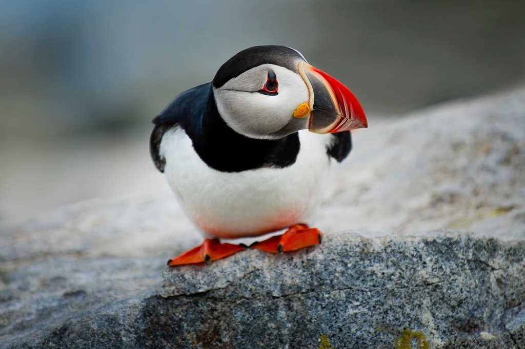 Avians in aviators