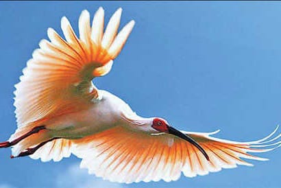 CL solution saves bird