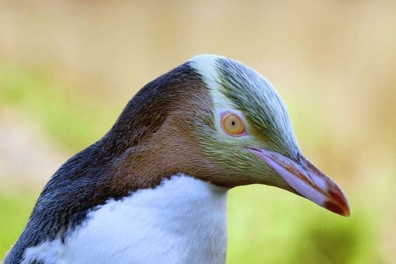 Avian eyes vs human eyes: parallels and differences
