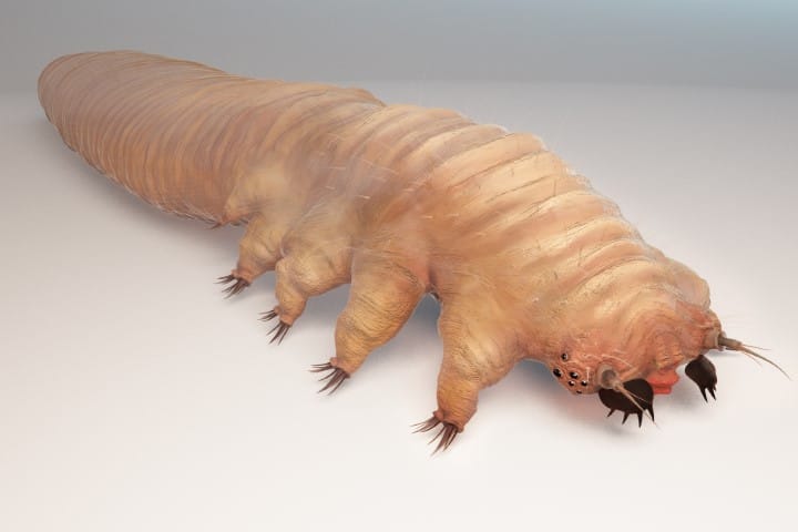 Demodex mites – how well do you know them?