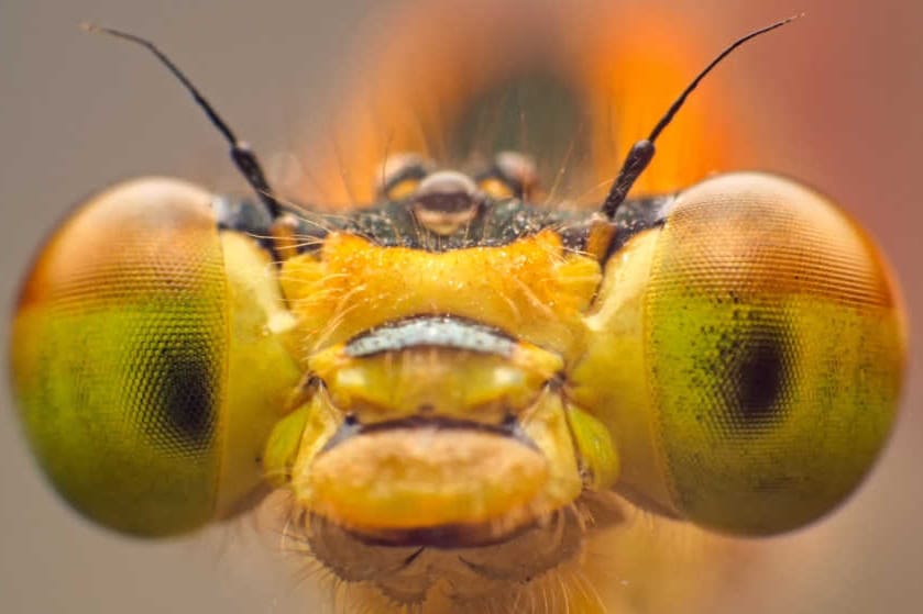 Dragonfly inspires vision tech
