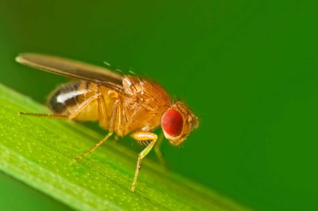 Eyes, light and longevity link?