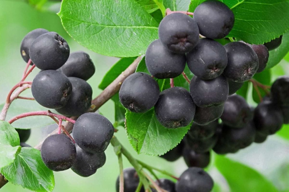 chokeberry