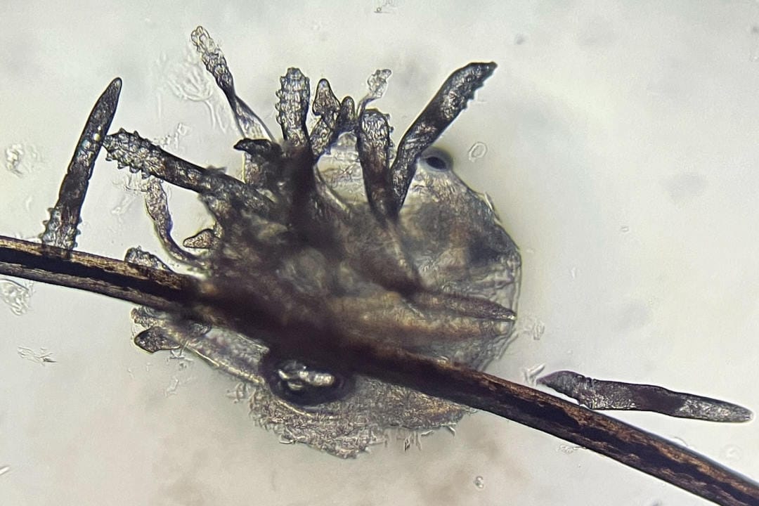 Investigating Demodex’s susceptibility to castor oil