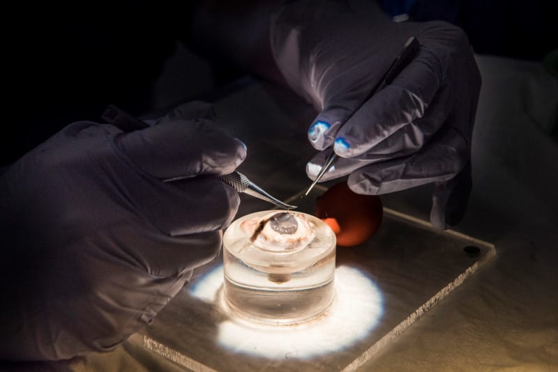 New microsurgical skills course
