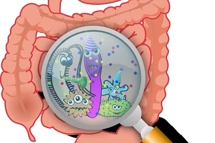 njhjuobf gut flora microbiota bacteria intestine online